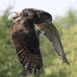 European eagle owl in the Bird-show