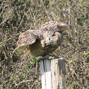 European eagle owl in the Bird-show
