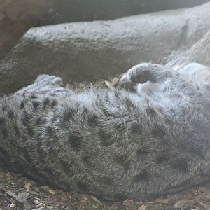 Fishing cat - sleeping