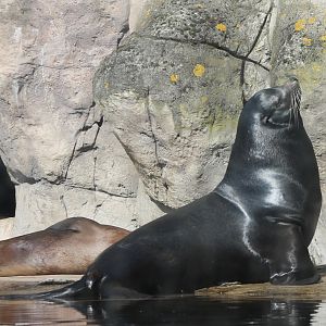 Californian sea-lions