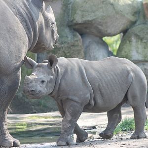 Black rhino-calf