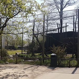 Enclosure White-naped mangabey