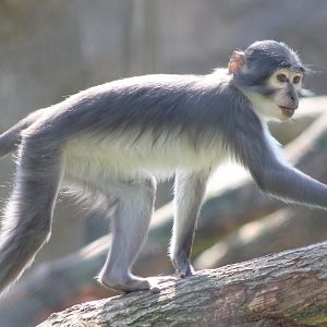White-naped mangabey