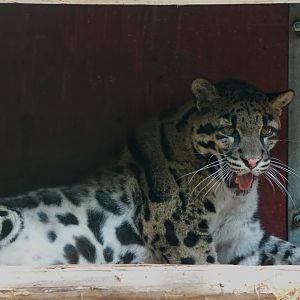 Clouded leopard