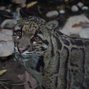 Clouded leopard