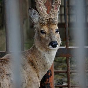 Siberian roe deer