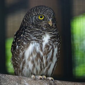 Asian barred owlet