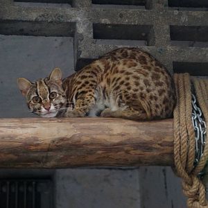 Leopard cat