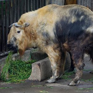Sichuan takin