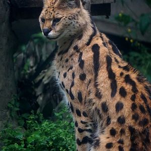 Serval