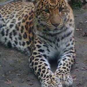 Leopard