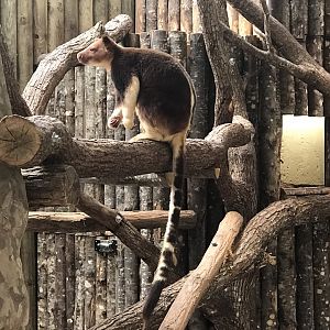 Goodfellow's Tree Kangaroo
