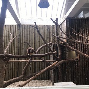 Goodfellow's Tree Kangaroo Exhibit #1