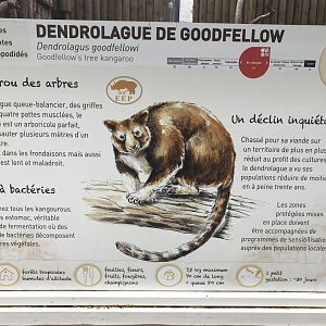 Goodfellow's Tree Kangaroo Signage