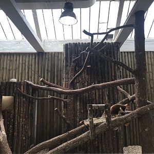 Goodfellow's Tree Kangaroo Exhibit #2