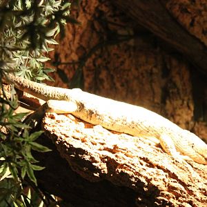 Monkey-tailed skink