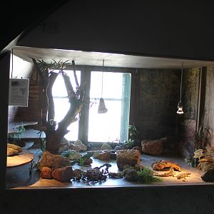 Enclosure Smaug giganteus