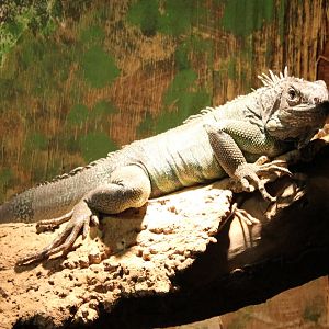 Green iguana