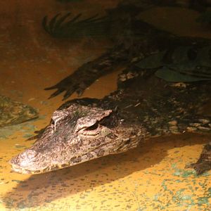 Cuvier's dwarf caiman
