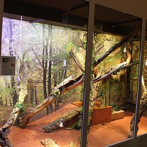 Green iguana enclosure