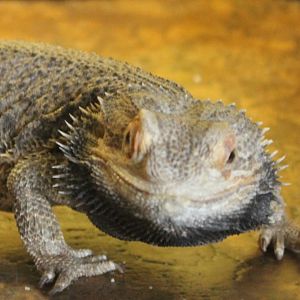 Bearded dragon