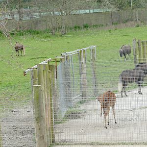 Black Wildebeest, April 2018
