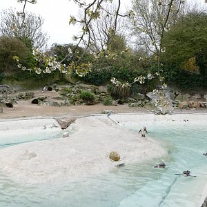 Humboldt penguin enclosure, April 2018