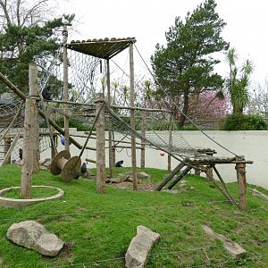 Sulawesi crested macaque enclosure, April 2018