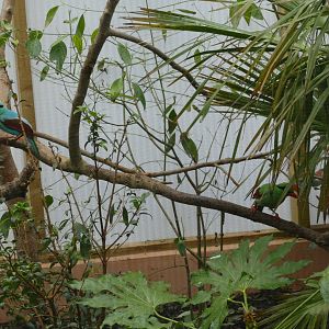 Javan Green Magpies, April 2018