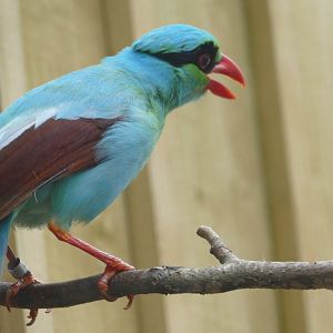 Javan Green Magpie, April 2018