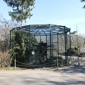 Outdoor-aviary Hyacinthine macaw