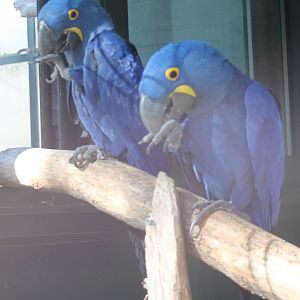Hyacinthine macaws