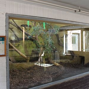 Indoor-enclosure Jaguarundi