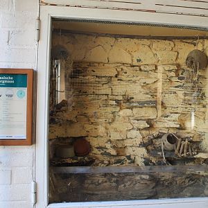 Empty enclosure Eurasian harvest mouse