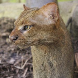 Jaguarundi