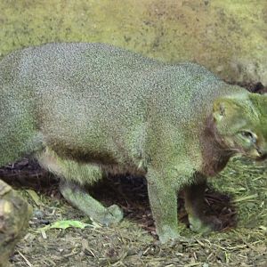 Jaguarundi