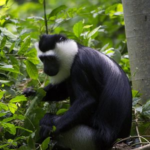 Ursine Colobus