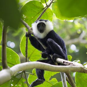 Ursine Colobus