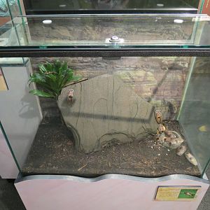 Main Hallway - Giant Cave Cockroach Exhibit