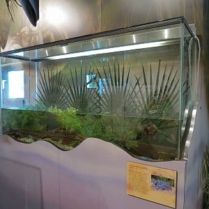 Main Hallway - Everglades Crawfish Exhibit