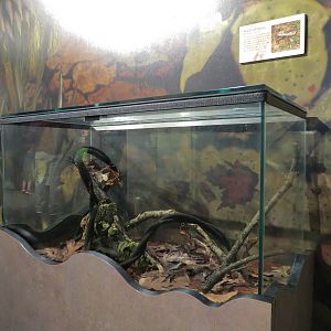 Main Hallway - Dead Leaf Mantis Exhibit