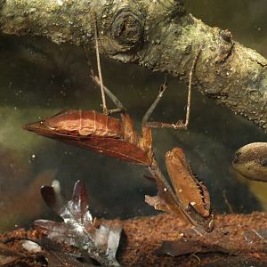 Main Hallway - Dead Leaf Mantis Exhibit