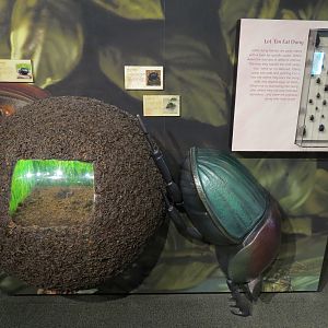 Main Hallway - Dung Beetle Exhibit