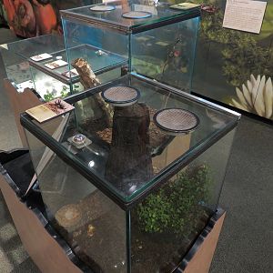Main Hallway - Atlas Beetle Exhibit