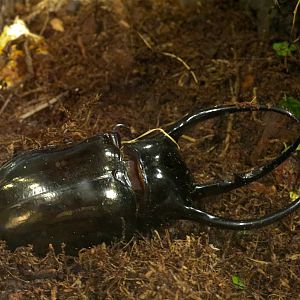 Main Hallway - Atlas Beetle Exhibit