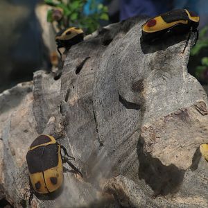 Main Hallway - Flower Beetle and Sun Beetle Exhibit - Sun Beetle