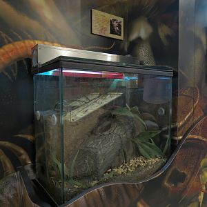 Main Hallway - Giant Centipede Exhibit