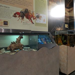 Main Hallway - Death-feigning Beetle Exhibit