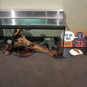 Main Hallway - Madagascar Hissing Cockroach Exhibit