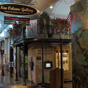 Insects of New Orleans